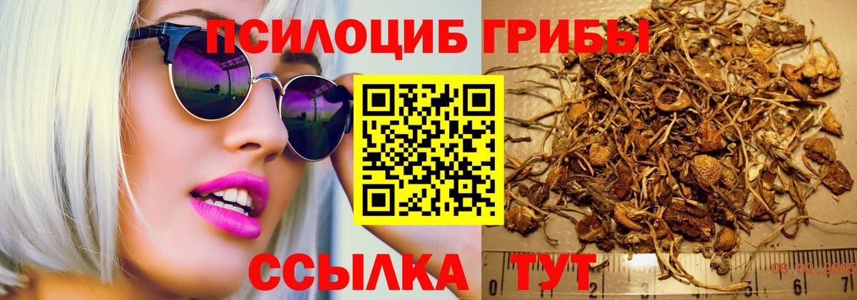 Галлюциногенные грибы Psilocybe Усинск